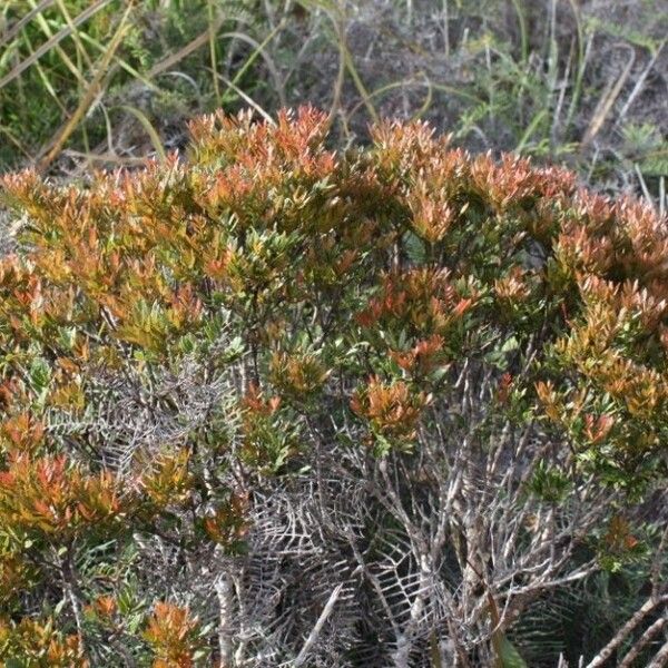 Pancheria multijuga Habit