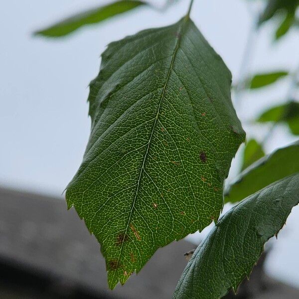 Rosa lucieae List