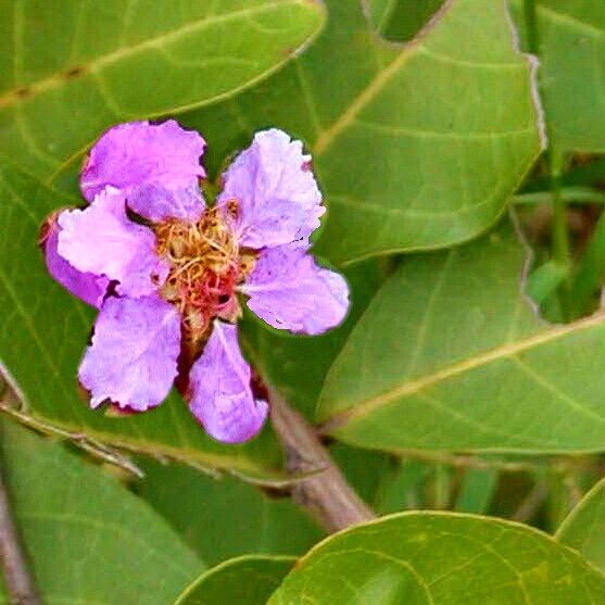 Lagerstroemia speciosa Blomst