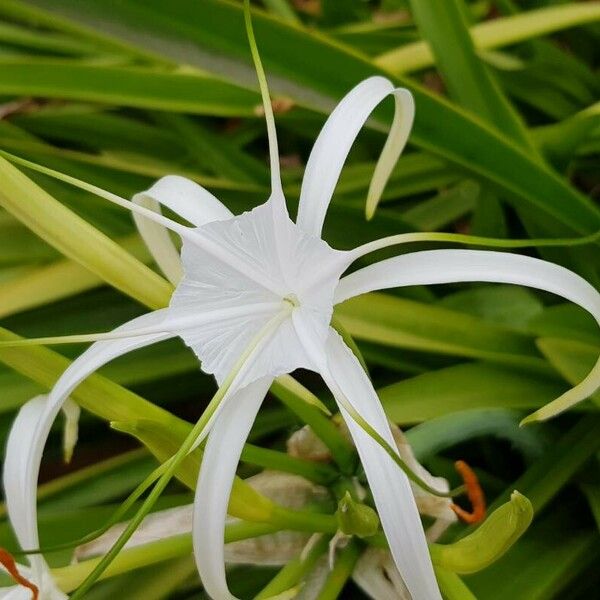 Hymenocallis littoralis फूल