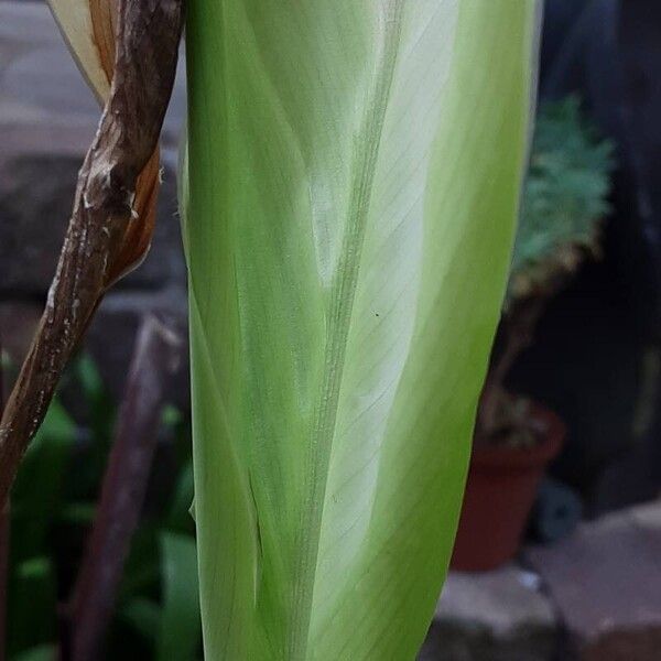 Canna indica برگ