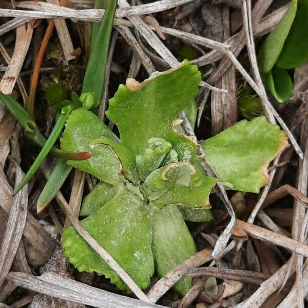 Primula farinosa Leaf