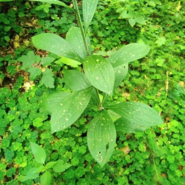 Lilium martagon Leaf