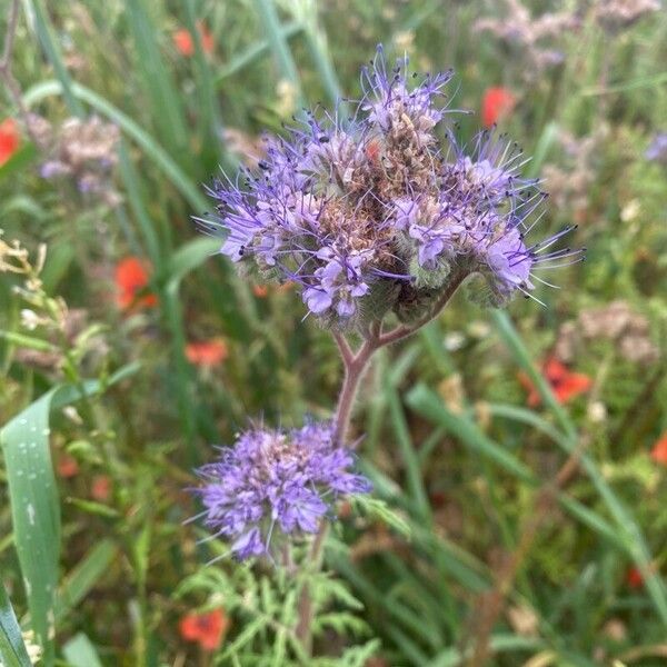 Phacelia tanacetifolia 花