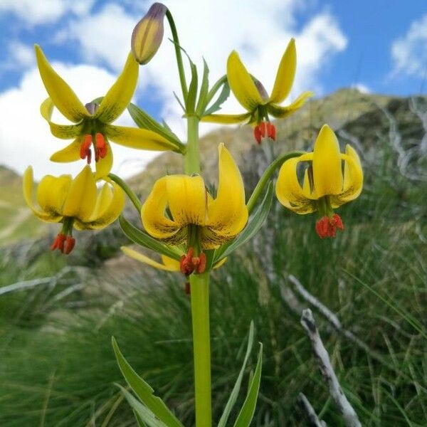 Lilium pyrenaicum Flower