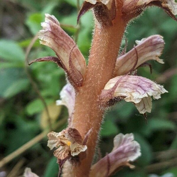 Orobanche minor Цвят