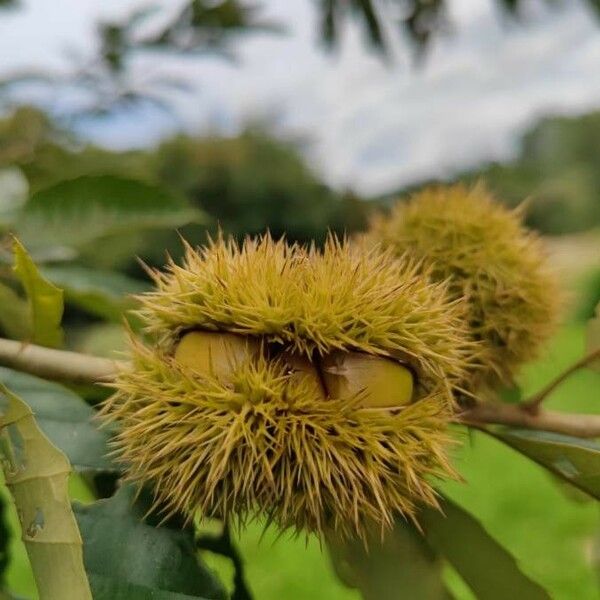 Castanea mollissima Fruit