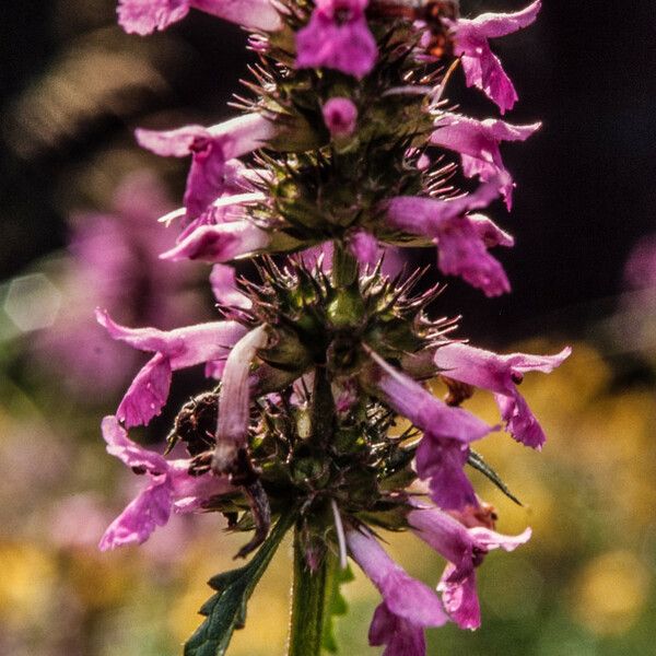 Stachys officinalis Цвят