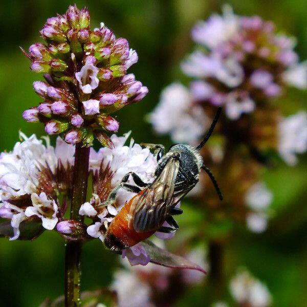 Mentha aquatica Květ