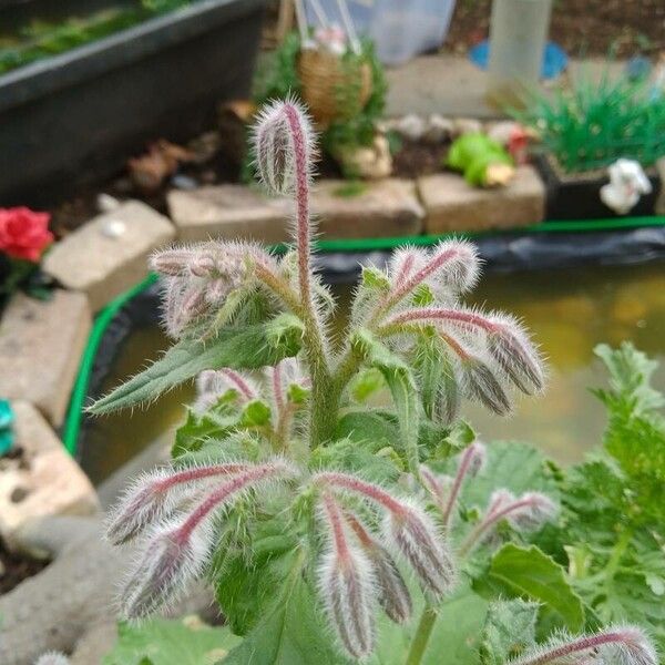 Borago officinalis Folha