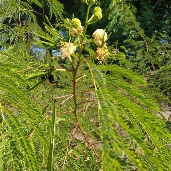 Leucaena leucocephala Blomma