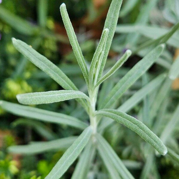 Lavandula angustifolia Leaf