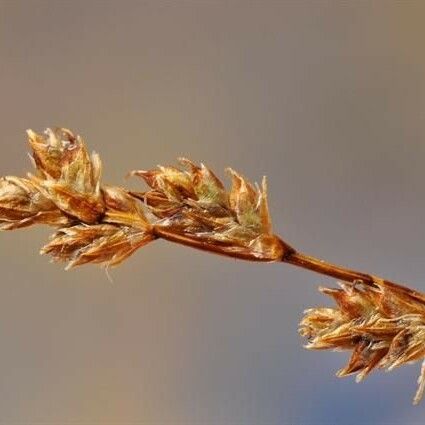 Carex brunnescens ഫലം