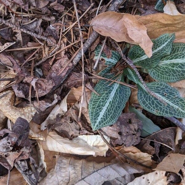 Goodyera pubescens Leaf