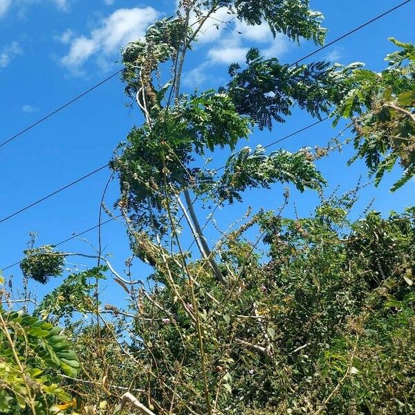 Albizia lebbeck Pokrój