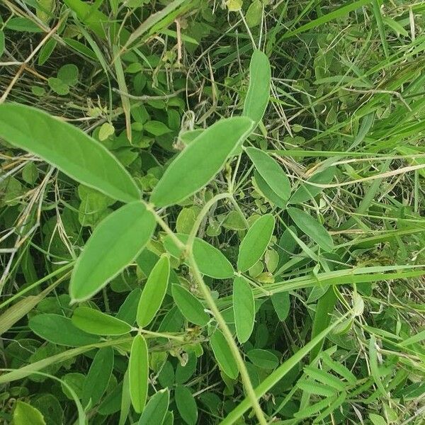 Ophrestia hedysaroides Leaf