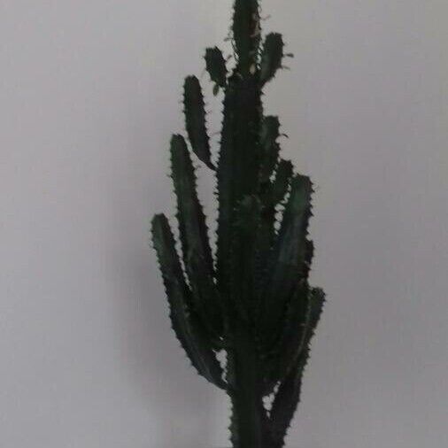 Euphorbia canariensis (Canary island spurge)