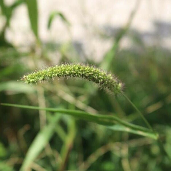 Setaria verticillata Flower