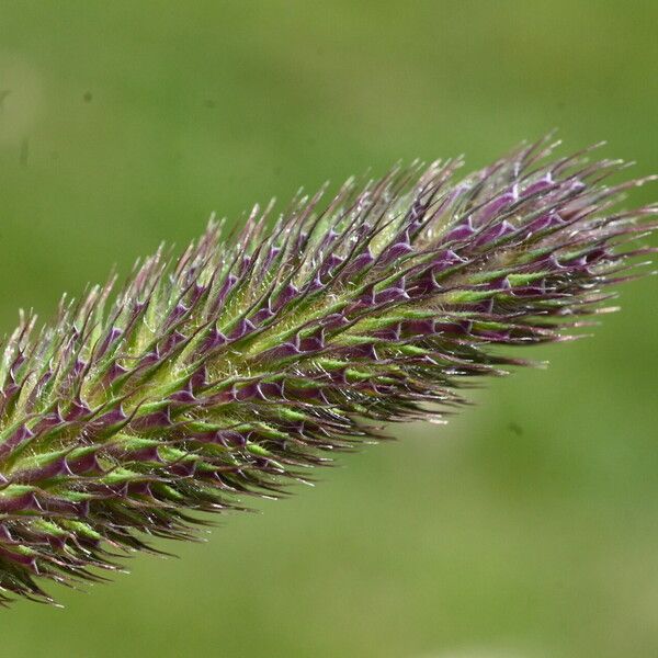 Phleum alpinum Flower