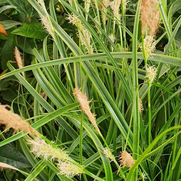 Carex hirta Leaf