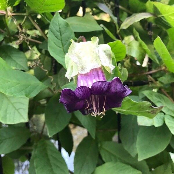 Cobaea scandens 花