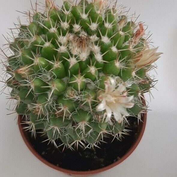 Mammillaria karwinskiana Hoja