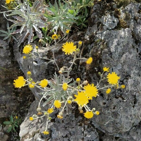 Andryala glandulosa Habit