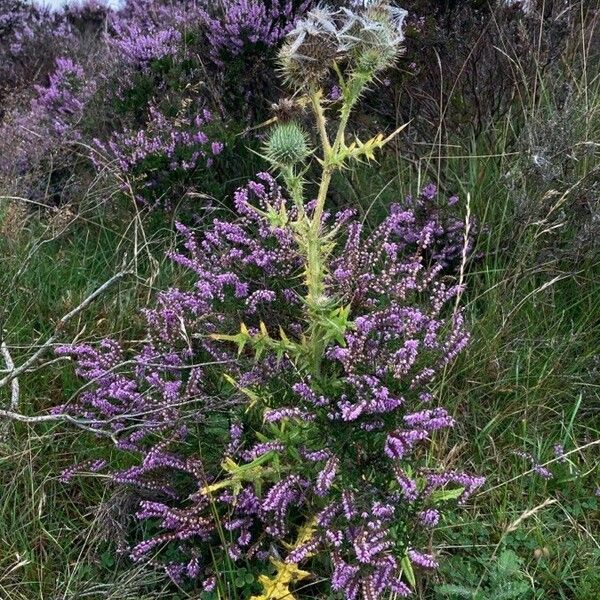 Erica cinerea 花