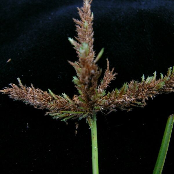 Cyperus imbricatus ശീലം