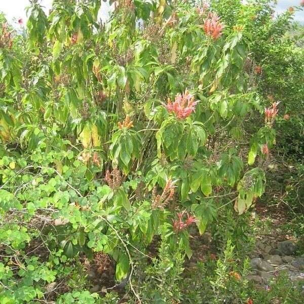 Aphelandra sinclairiana Elinympäristö