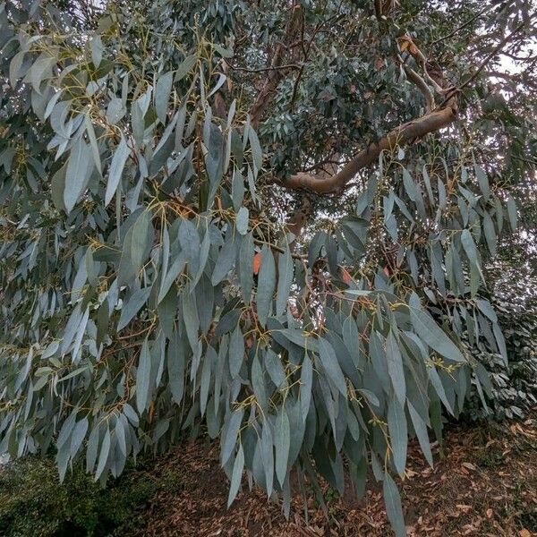 Eucalyptus tereticornis Vekstform