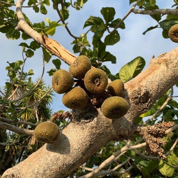 Ficus auriculata Meyve