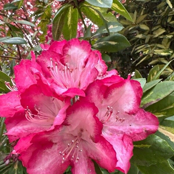 Rhododendron arboreum 花