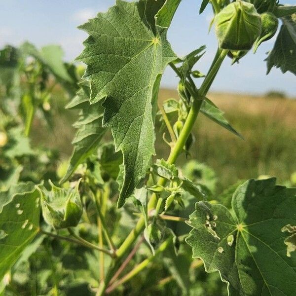 Abutilon grandiflorum Blatt