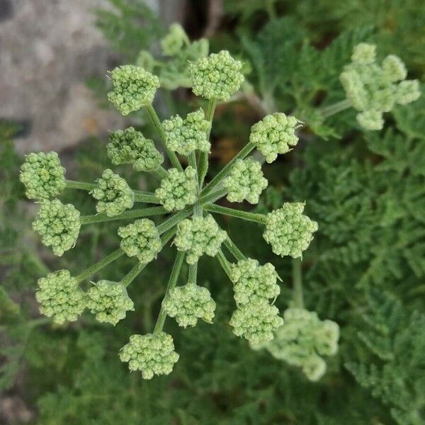 Athamanta sicula Flower