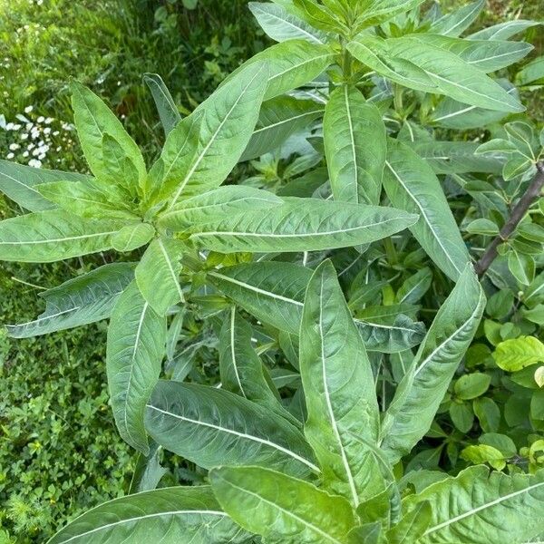 Oenothera biennis Hoja