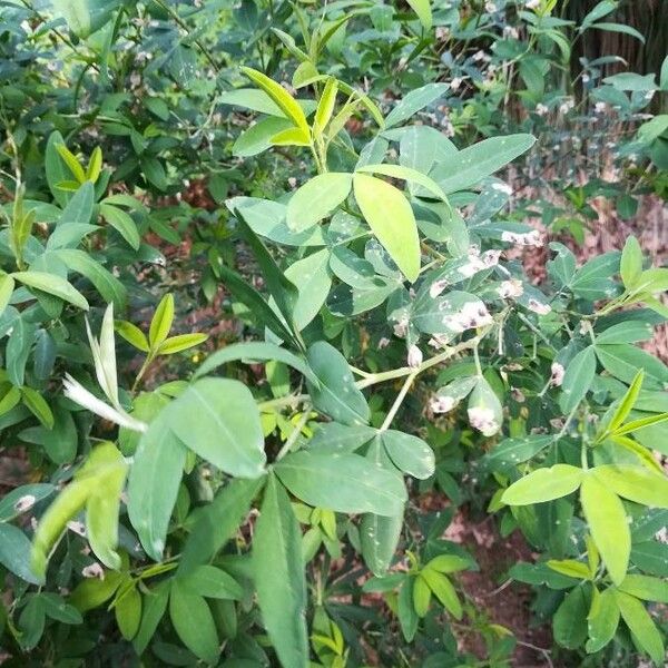 Anagyris foetida Leaf