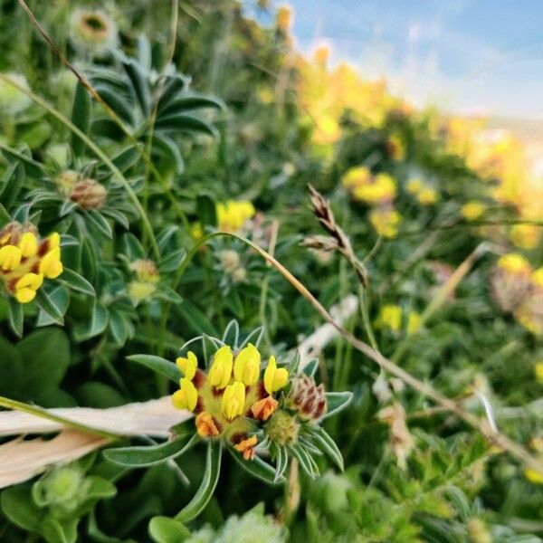 Anthyllis vulneraria Floro