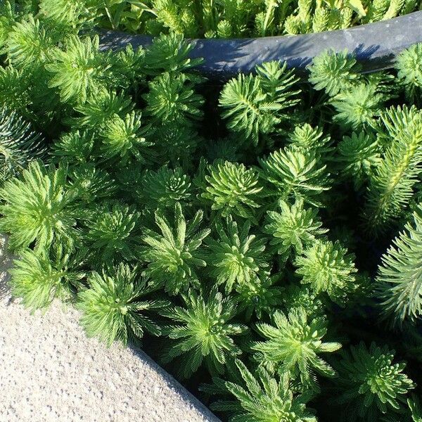 Myriophyllum aquaticum Habitus