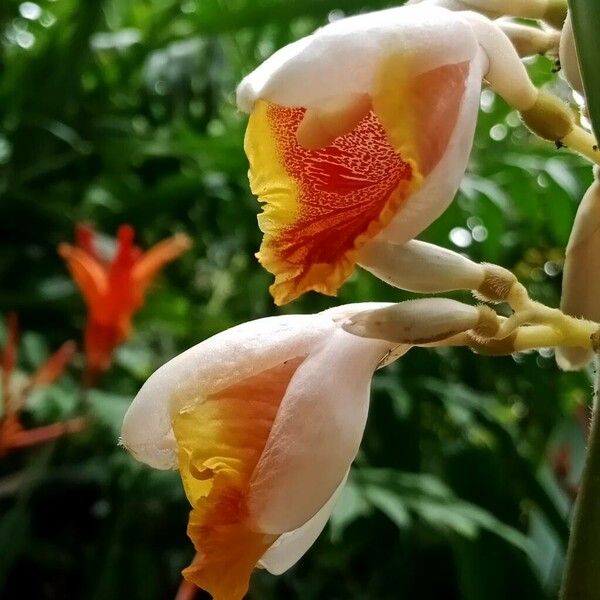 Alpinia zerumbet फूल