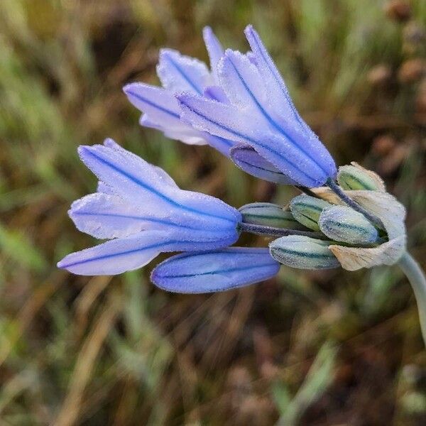 Triteleia grandiflora 花