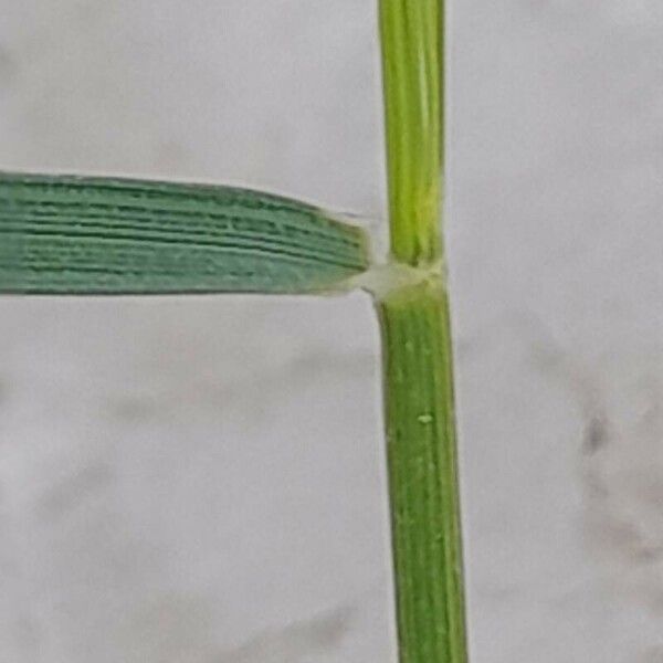 Aristida adscensionis Bark