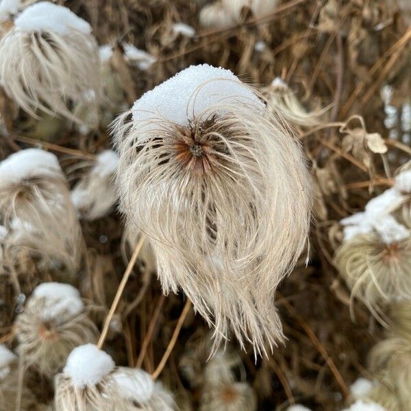 Clematis tangutica Flor