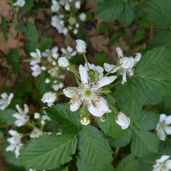 Rubus argutus Flower