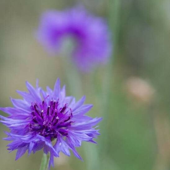 Cyanus segetum Flor