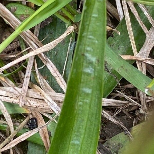 Anacamptis morio Folha