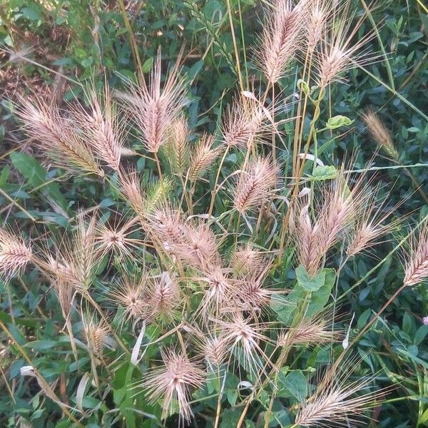 Hordeum marinum Flors