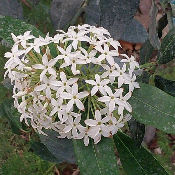 Acokanthera oppositifolia Flower