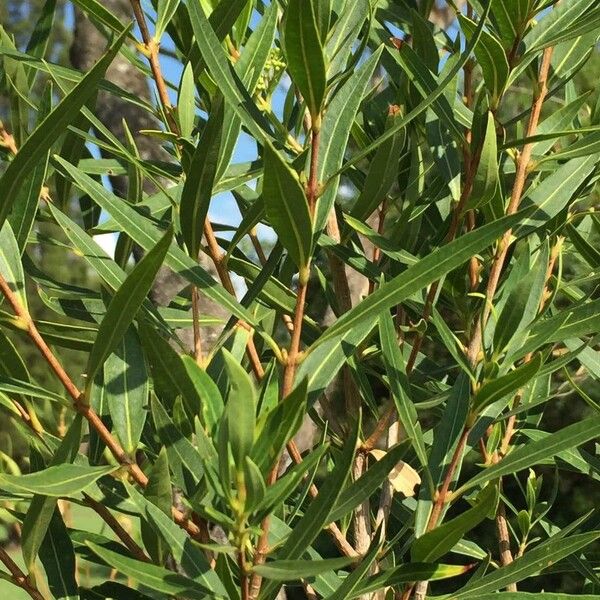 Metrosideros angustifolia (Lance-leaf myrtle)