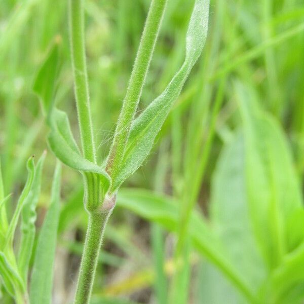 Silene conica Blad